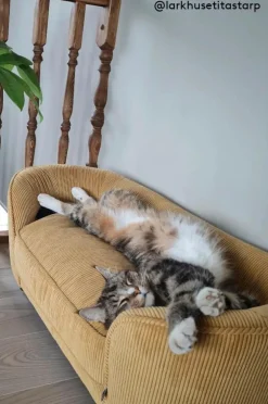 DOODLE Hundbädd/kattbädd