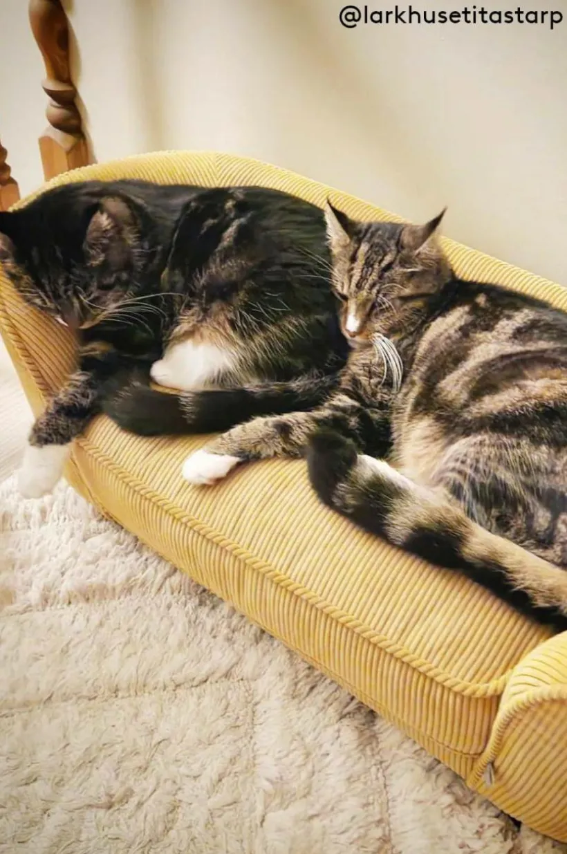 DOODLE Hundbädd/kattbädd