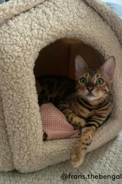 KENZA Hundbädd/kattbädd