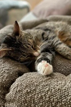 OBI Hundbädd/kattbädd